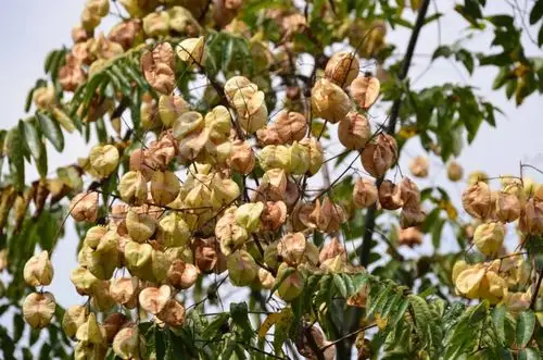 俗称摇钱树,树上的果子像小元宝.