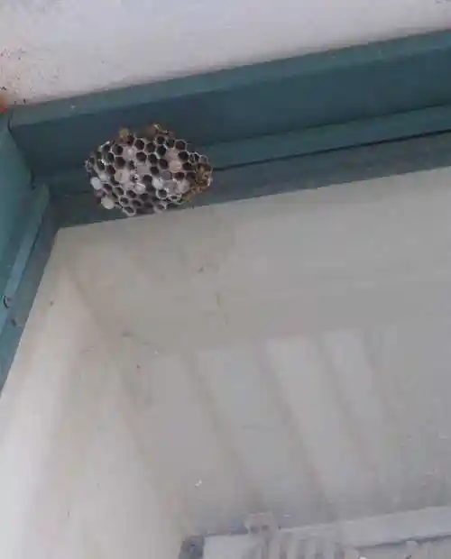 家里窗户旁边有个马蜂窝,用杆子捅掉之后一只大马蜂一直在这飞着不走