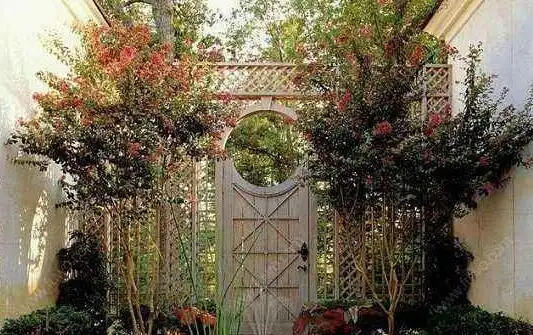 海棠树的风水禁忌,不宜放在庭院中央/窗前(影响运势)