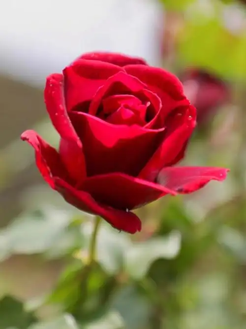 绽放生命力五月的玫好有机玫瑰