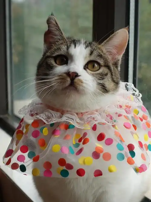 她叫小三花,是小区里的一只小流浪被爱心姐姐带去绝育,现在正在家中