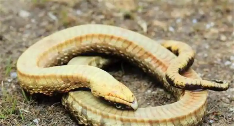 一条东方猪鼻蛇,翻肚子散发恶臭,怎料之后的一幕看的人惊住