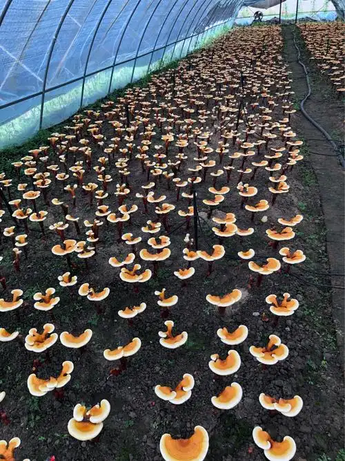 灵芝的生长过程