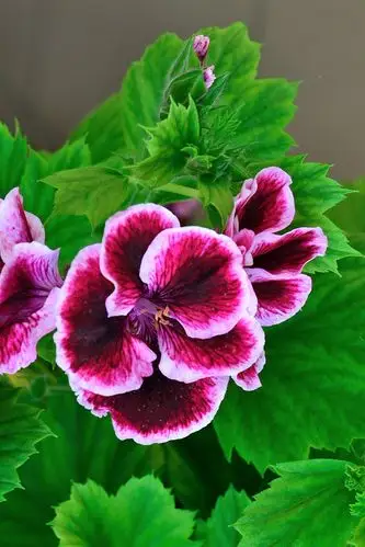 【原创摄影】天竺葵 20160307 - 晶淼森磊 - 晶淼森磊