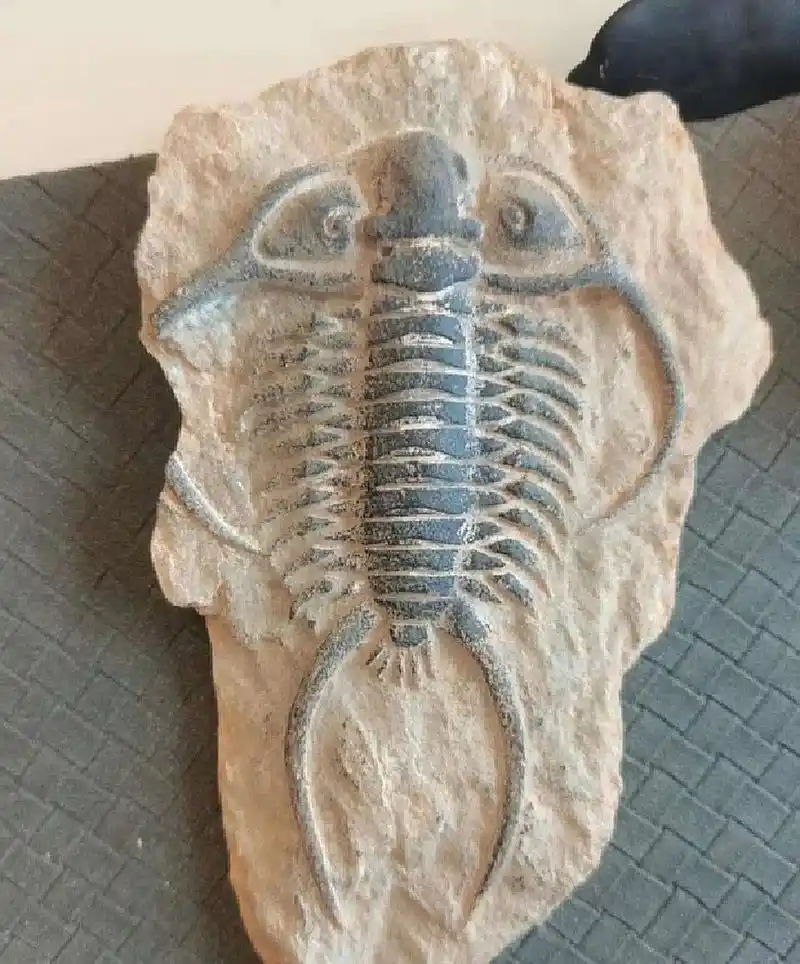 路边捡的,这是什么化石,值钱吗?