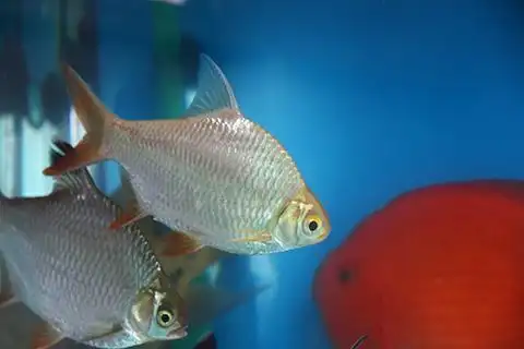 谁能帮我看看这是什么鱼?