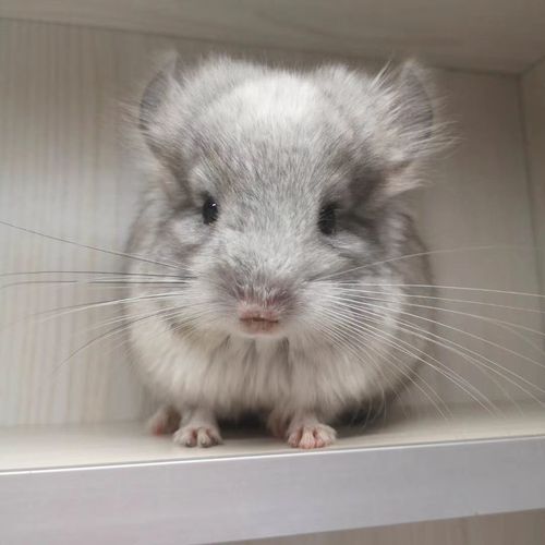 宠物龙猫幼崽活体家养银斑活物米色龙猫长毛龙猫幼崽全国包邮便宜【15