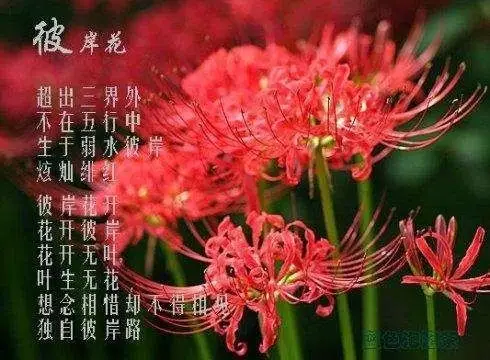 彼岸花的传说2