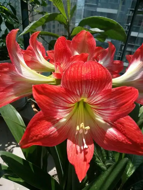 这朱顶红花在开的好美啊!