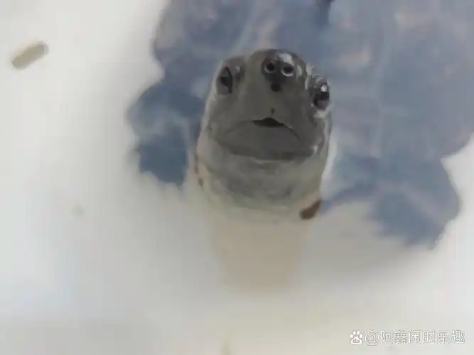 这个可是无臭味的哦,说到这样应该都知道是什么了吧#宠物乌龟