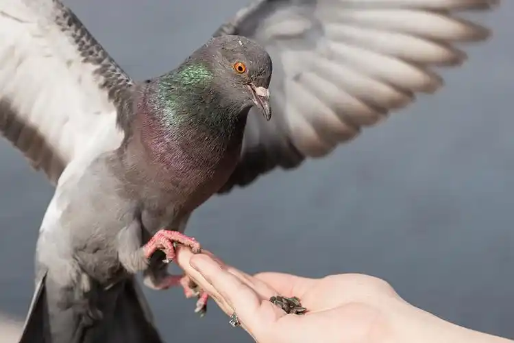 鸽子,特写,手掌_高清图片_全景视觉