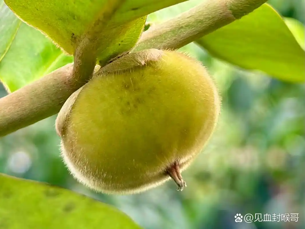 毛绒绒的柿子,毛柿,也叫异色柿或天鹅绒苹果,果宝宝