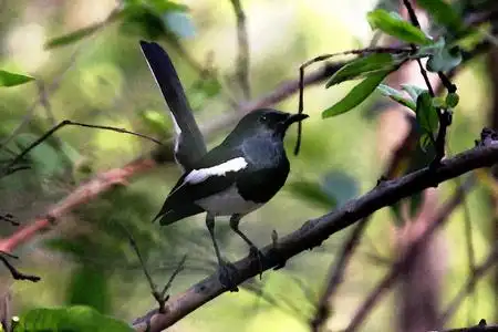 东方喜鹊知更鸟图片