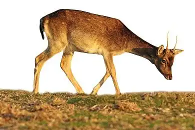 扁角鹿图片_扁角鹿高清图片_全景视觉