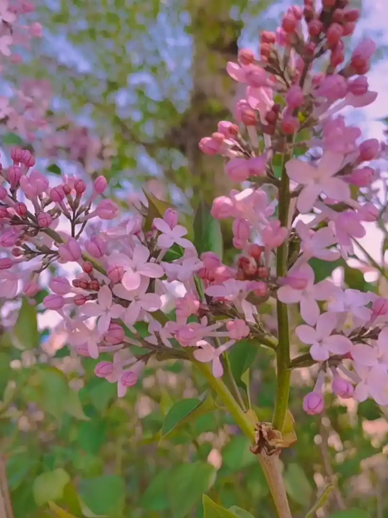 第20集94丁香花94丁香花花语:1,紫色丁香花语:初恋,光 - 抖音
