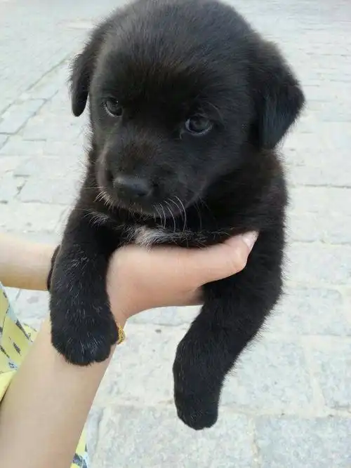 同事捡了一条狗,帮忙看看这是杂牌子狗还是什么品种的?