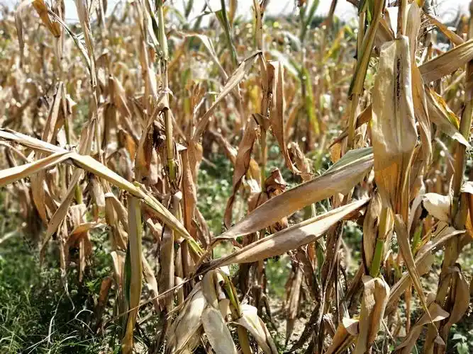 玉米叶片全部干枯.