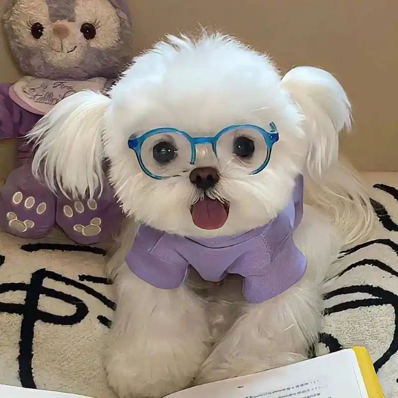 小狗头像 #狗狗头像 #头像 - 抖音