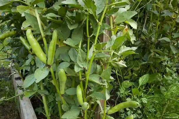 这种新颖的种植方式不仅提高了土地利用率,还显著提高了农作物的经济