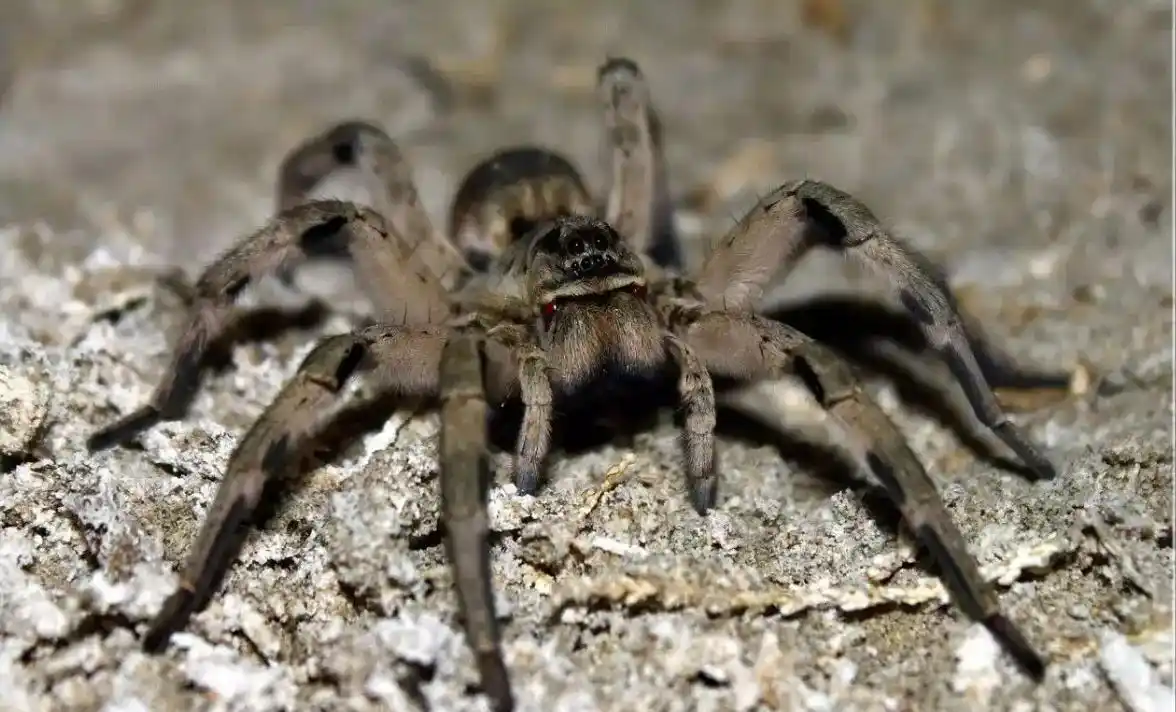 世界最毒蜘蛛巴西游走蛛,如果被咬了会发生什么?