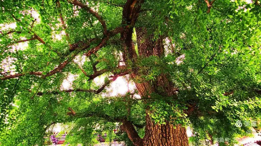 参天大树,枝繁叶茂,豪气冲天.