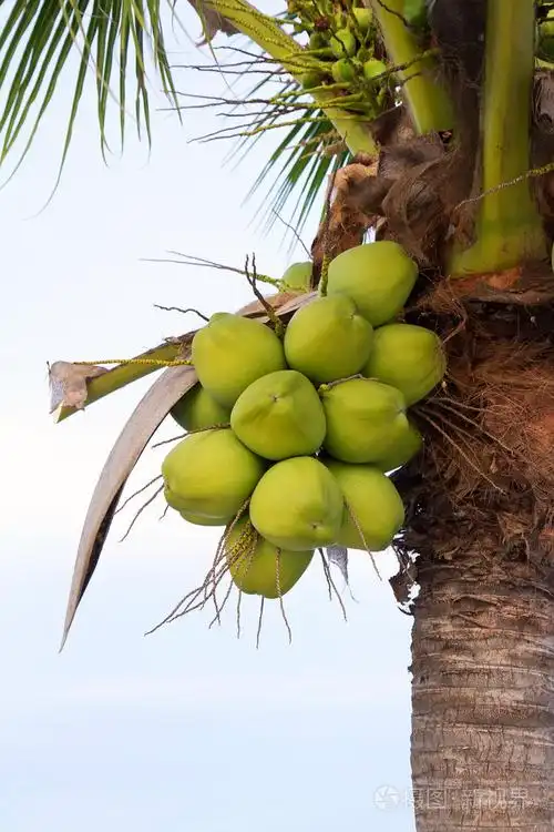 在树的绿色椰子