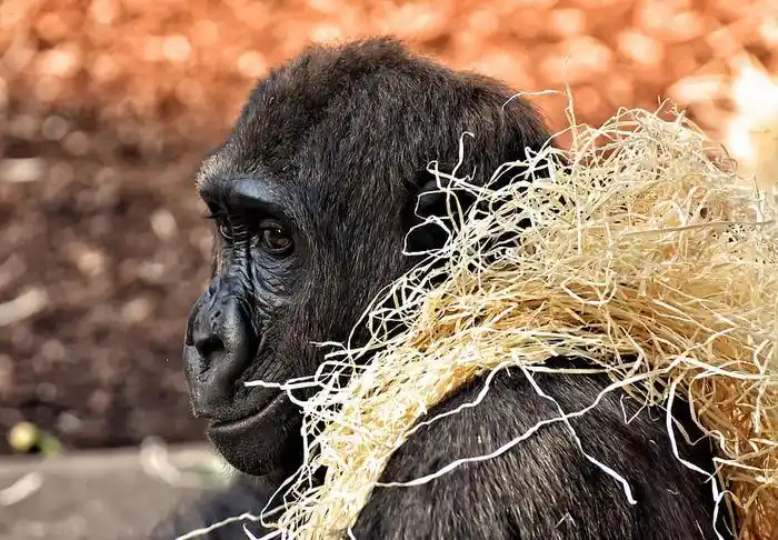 大猩猩猴子动物毛茸茸的杂食动物肖像蒂尔帕克赫拉布伦一种动物