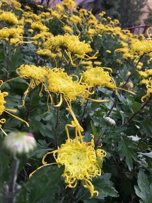 菊    唐代:郑谷