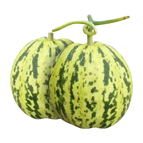 八里香香瓜种子花皮甜瓜种籽南方东北超甜早熟家庭园艺种子