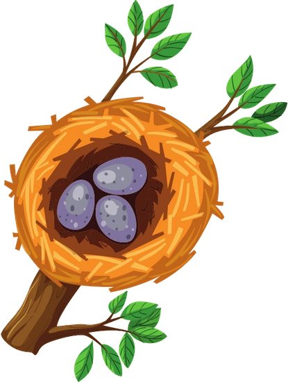 eggs in bird nest