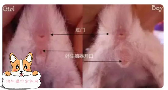 幼猫如何分公母一张图教你辨认