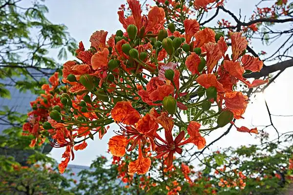 凤凰花图片_图片大全