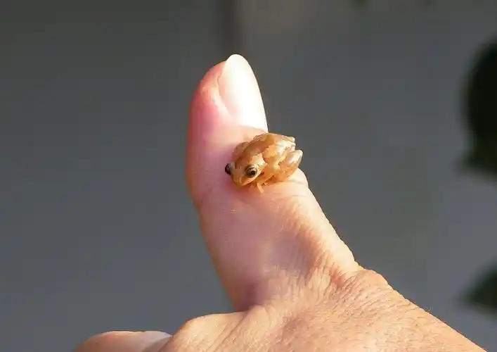 一只小青蛙(目前我见过最小的)