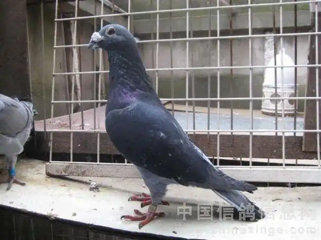 李种——我国的一代大师李梅龄培育的优良品种,最初由他内弟从德国买