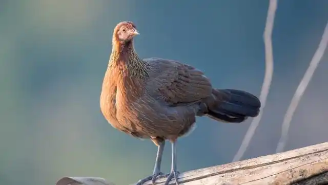 高清野拍母原鸡觅食,看看和家里养的母鸡有什么不同?