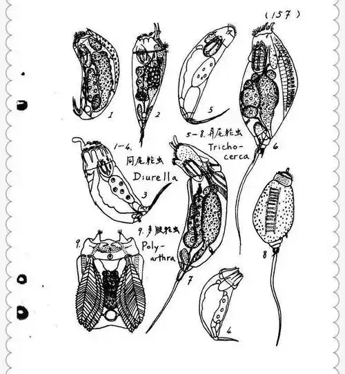 习见淡水生物手绘图册129208页众多的淡水生物浮游动物