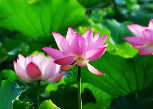 荷花,因圣洁高雅的气质,被古人尊称为"凌波仙子".