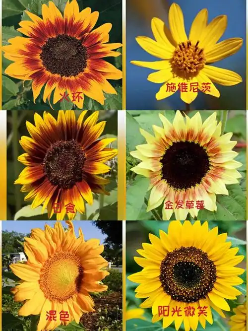向日葵的品种大全搜集好每年轮着种