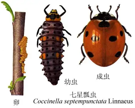 谢谢七星瓢虫属于益虫,它的翅鞘呈红色,左右两侧各有3个黑点,前方有一