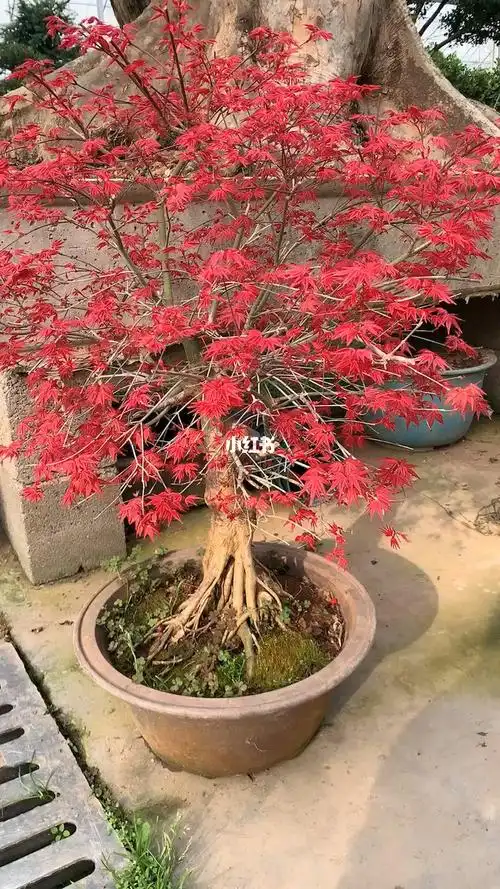 日本红舞姬红枫红红火火耐寒耐旱南北方都可以栽植别墅庭院红枫