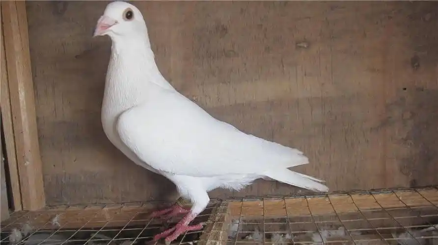 白色赛鸽多羽