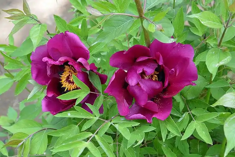 一组紫牡丹兰州牡丹园