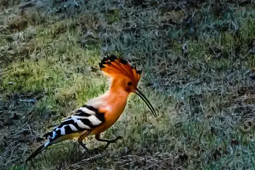 戴胜鸟写真—"星点花冠道士衣,紫阳宫女化身飞"