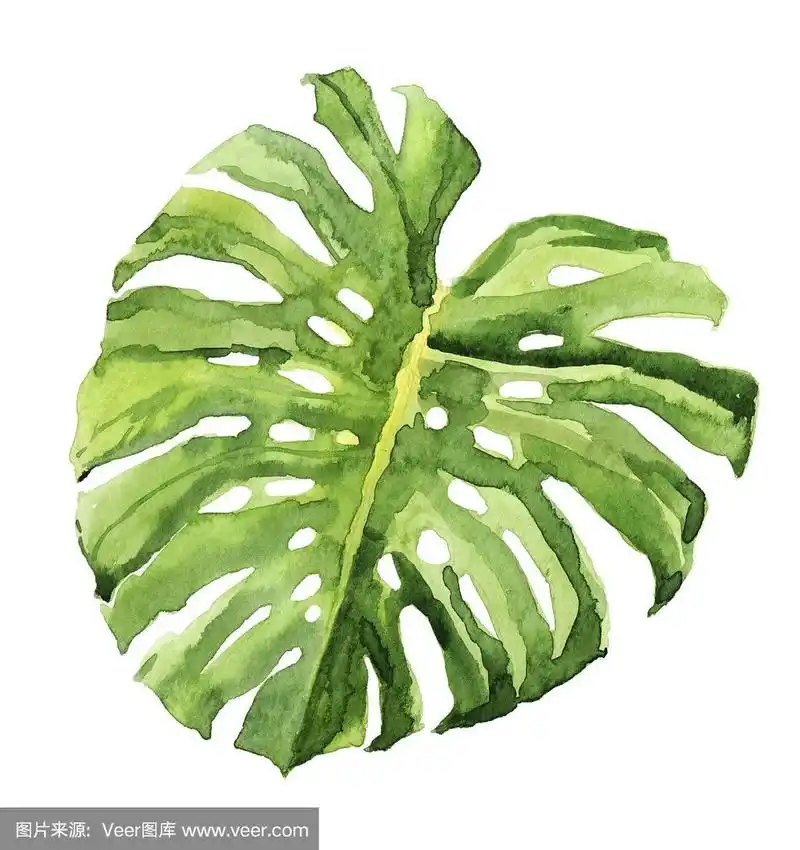 水彩手绘热带雨林热带叶子植物插图孤立在白色的背景