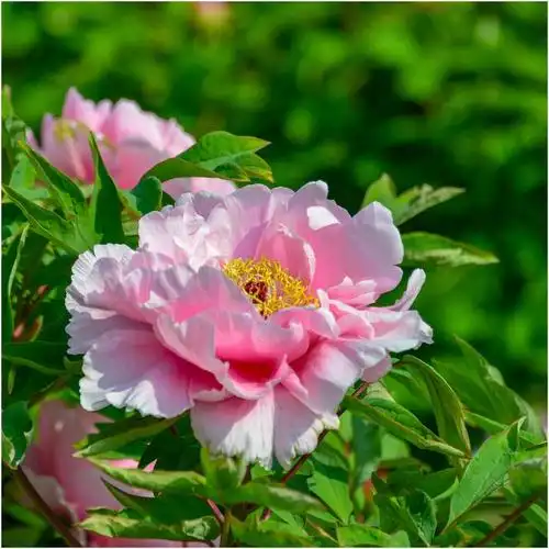 百花盛开春满园(二)