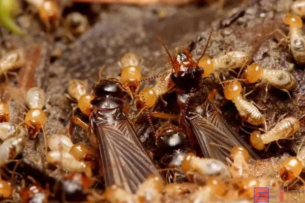 百科图片_品种大全_饲养繁殖_雌雄鉴别_sbike