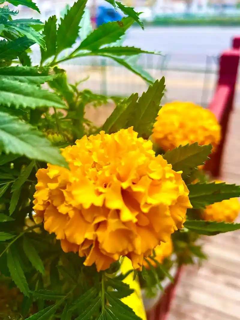 花大,花期长,菊花也可食用. 为喜光性植物,充足阳光 - 抖音