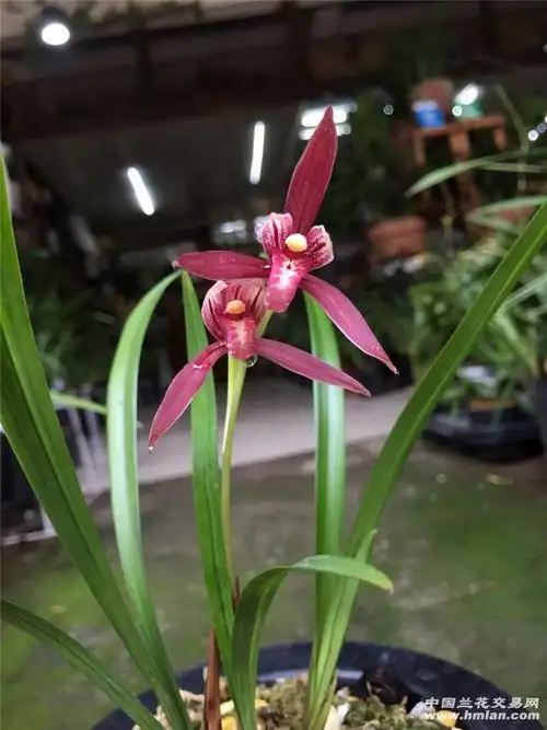紫云-建兰篇-中国兰花交易网社区
