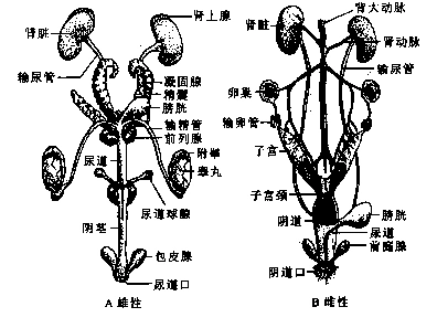 实验14小白鼠的解剖_基础生物学实验(安徽大学研究生复试用,生物 生命