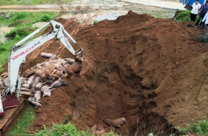 无害化处理病死猪